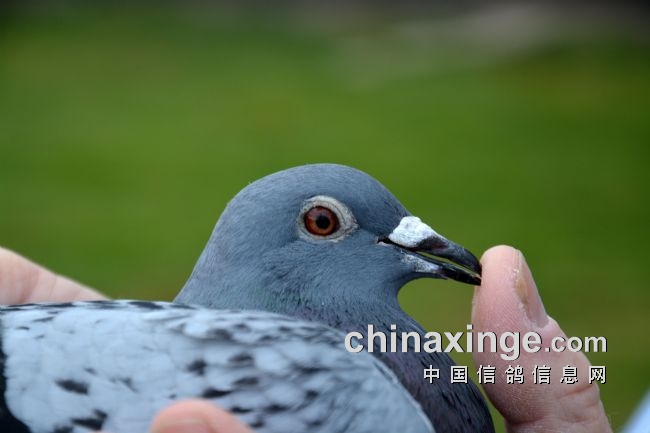 开云体育官网-关于比利时选手表现稳定斩获银牌的信息
